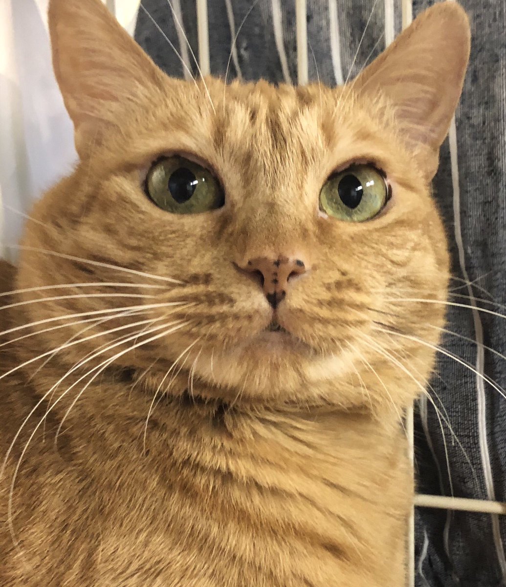 🐾今日の里親様募集中ニャンコ🐱メンバーです🐾天神橋店のTwitterのアドレスが変わりました！2019,9,10